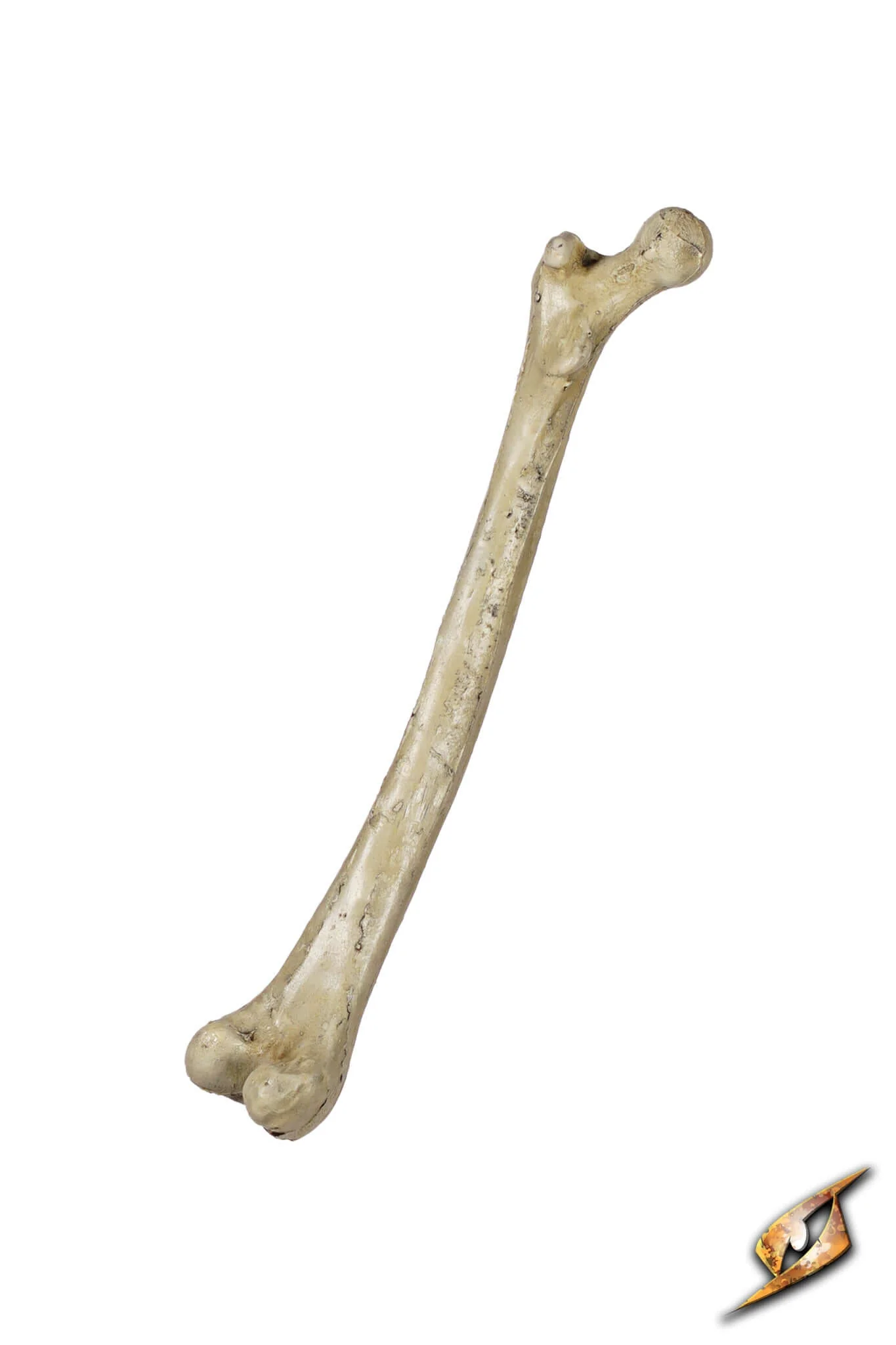 Thigh Bone - Image 7